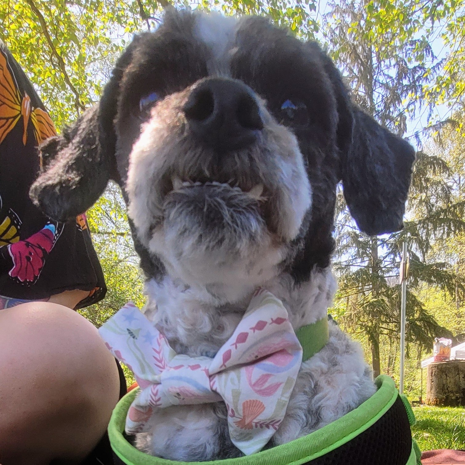 Purple & Silver Splatter Dog Bow Tie