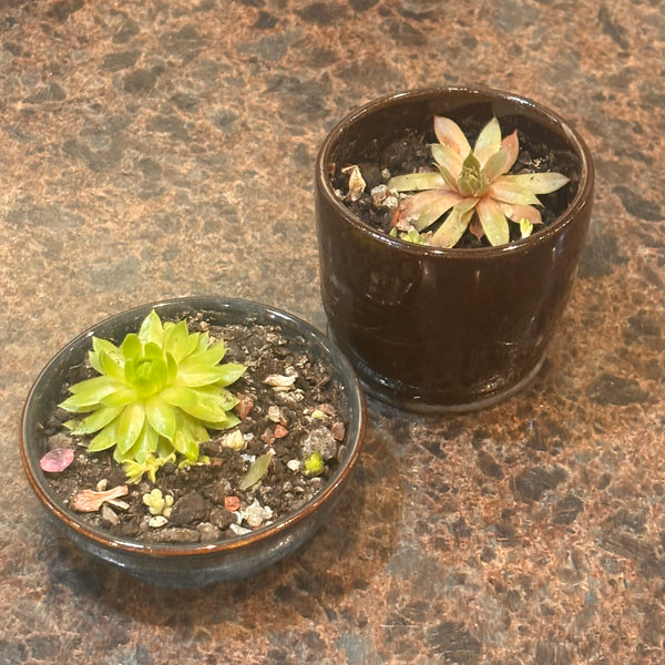 Succulent Pottery Bowls
