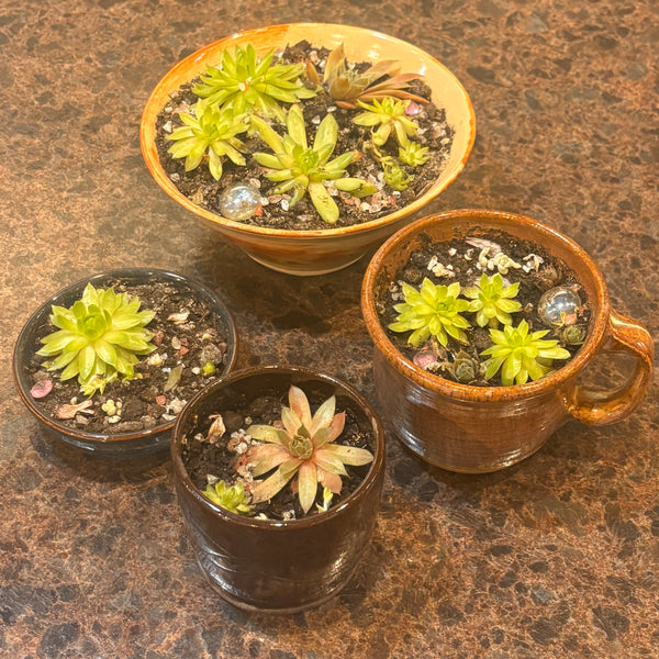 Succulent Pottery Bowls