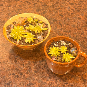 Succulent Pottery Bowls