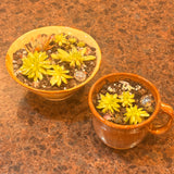 Succulent Pottery Bowls