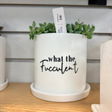 Sassy Plants - Planted Pot