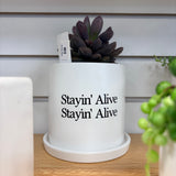 Sassy Plants - Planted Pot