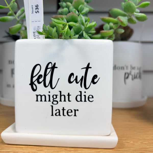 Sassy Plants - Planted Pot