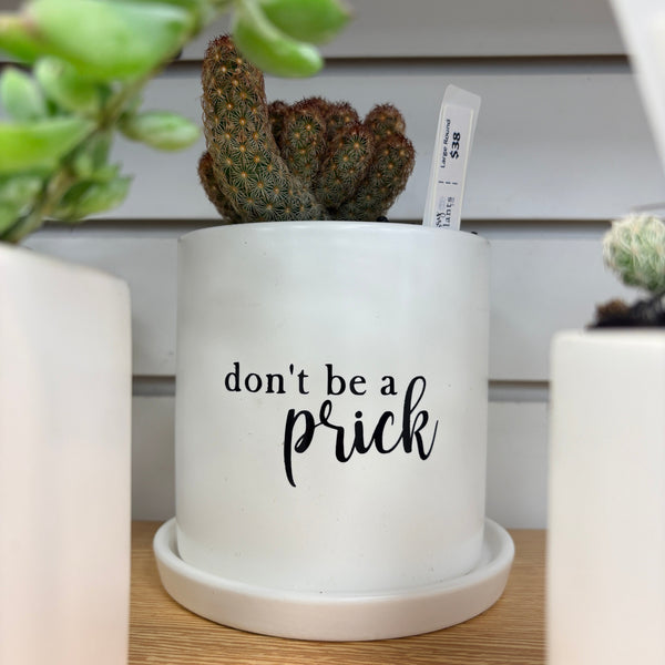 Sassy Plants - Planted Pot