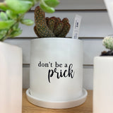 Sassy Plants - Planted Pot