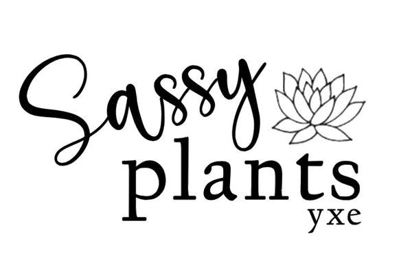 Sassy Plants - Planted Pot