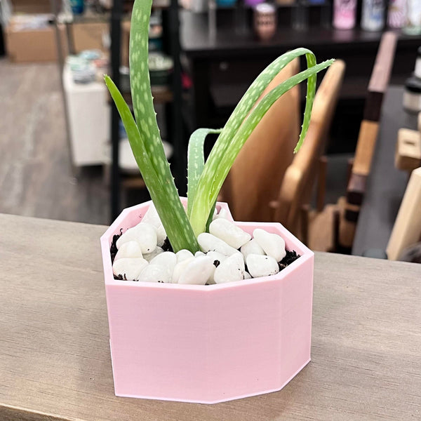 Heart Planter w Aloe