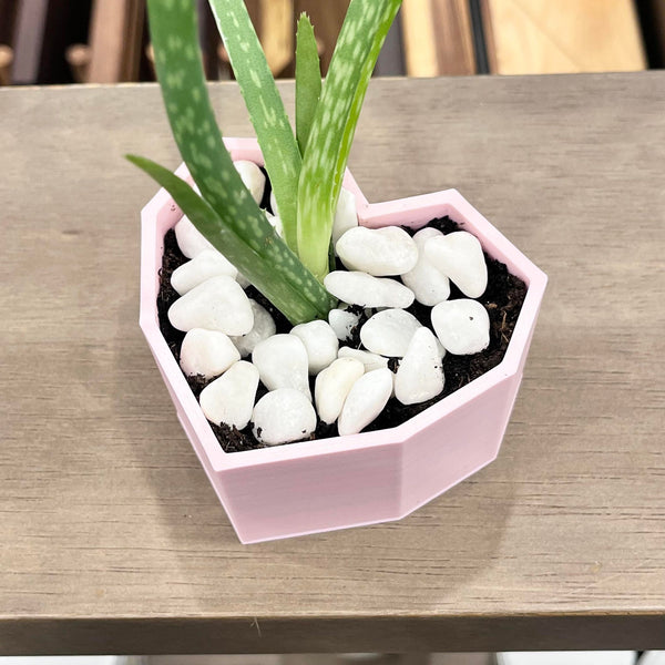 Heart Planter w Aloe