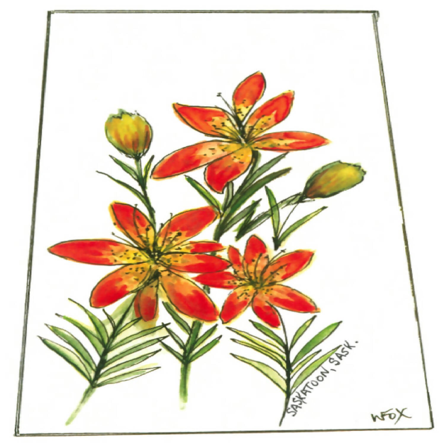 Western Red Lily in Saskatchewan Outline Postcard