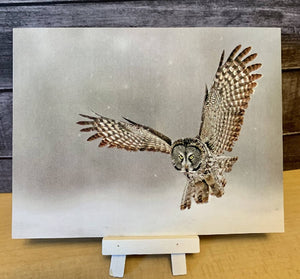 Great Gray Owl Postcard