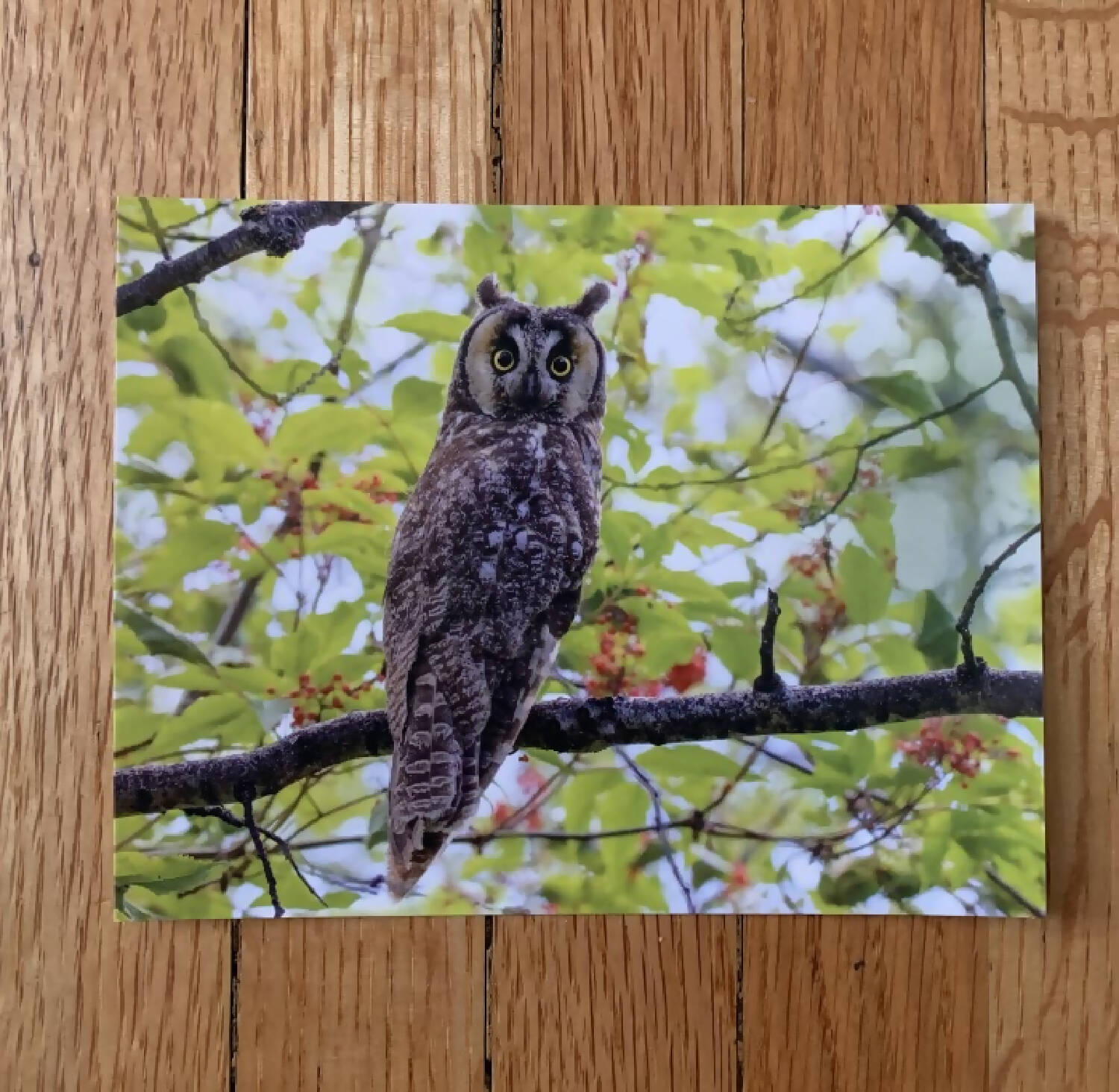Long Eared Owl Postcard