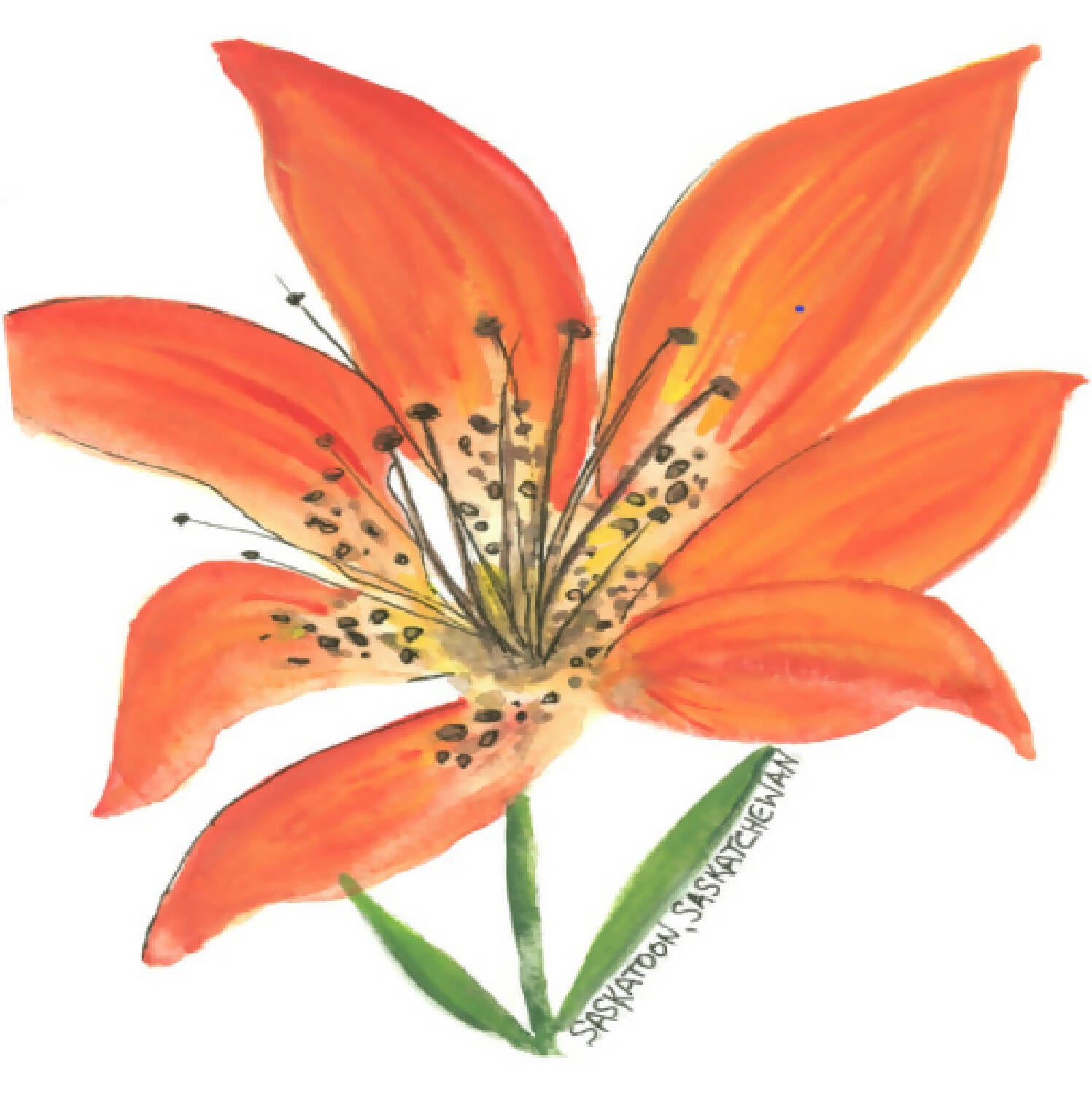 Large Western Red Lily Postcard