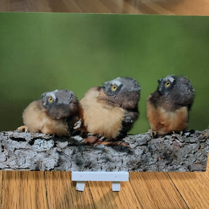 Northern Saw-whet Owl chicks postcard, 5X7