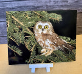 Northern Saw-whet Owl Postcard