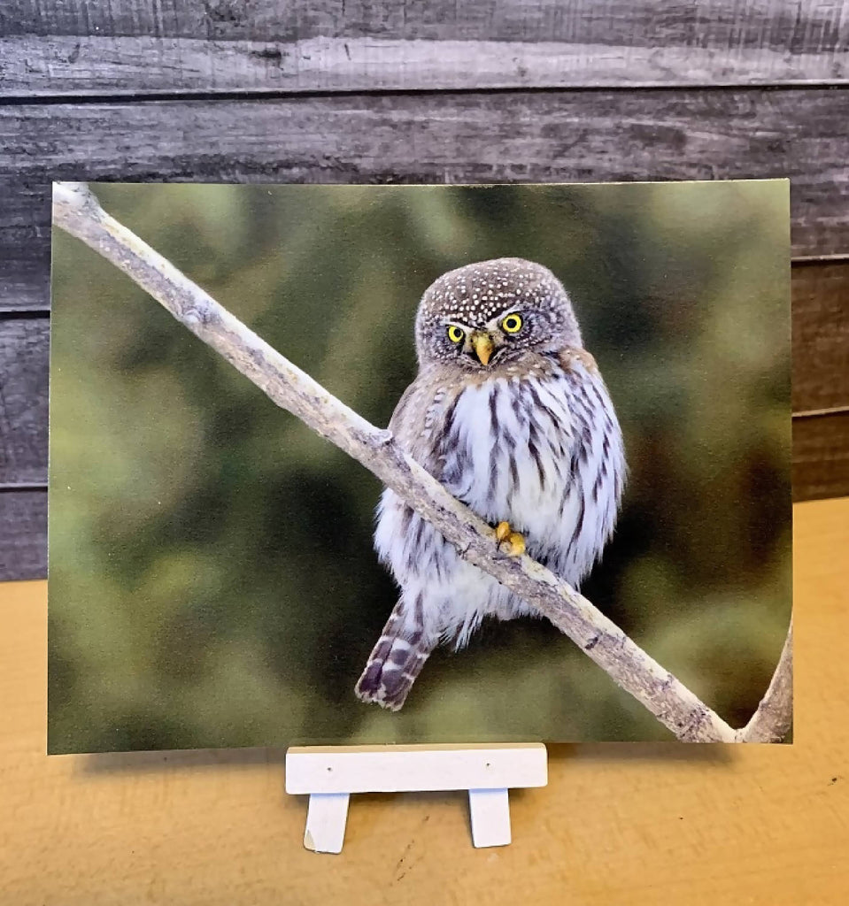 Northern Pygmy Owl Postcard