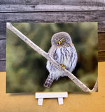 Northern Pygmy Owl Postcard