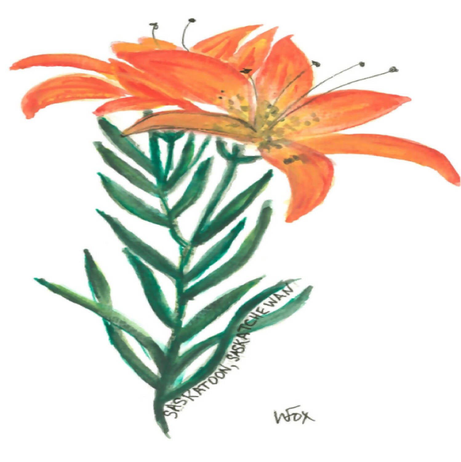 Double Western Red Lily Postcard