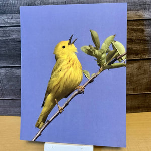 Yellow Warbler Postcard