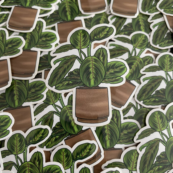 Prayer Plant (Calathea) Waterproof Sticker