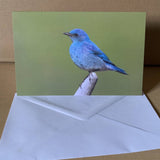Bluebird Greeting Card