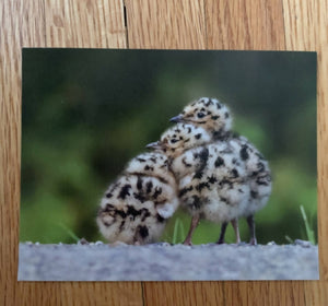 Bonaparte's Gull Chicks Postcard